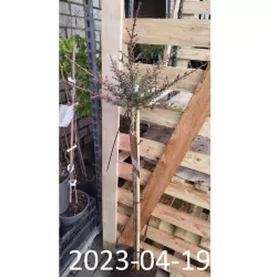 Garden plants/Trees/Flowers/ web-shop