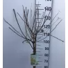 Šluotelinė hortenzija - Hydrangea paniculata PHANTOM