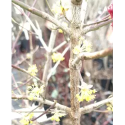 Dogwood - Cornus mas VYTAUTAS