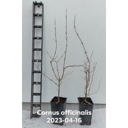 Dogwood - Cornus officinalis