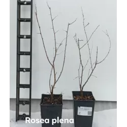 Sakura trees with home delivery