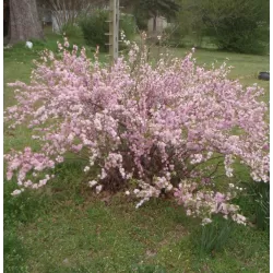 Sakura trees with home delivery
