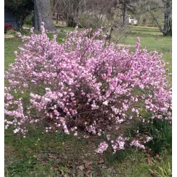 Sakura trees with home delivery