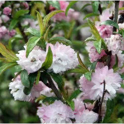 Sakura trees with home delivery