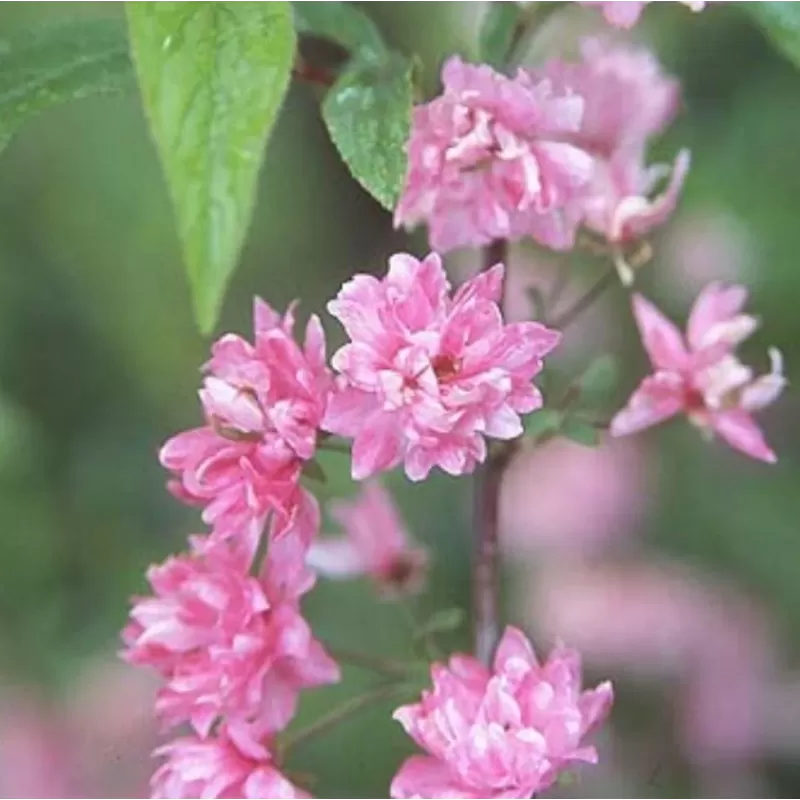 Sakura trees with home delivery