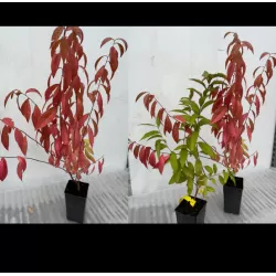 Sakura trees with home delivery