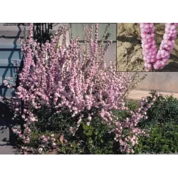 Sakura trees with home delivery
