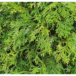 Tujenis - Thujopsis dolabrata