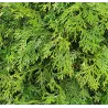 Tujenis - Thujopsis dolabrata