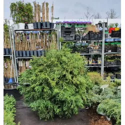 Kapoklinis tujenis - Thujopsis dolabrata