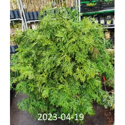 Kapoklinis tujenis - Thujopsis dolabrata