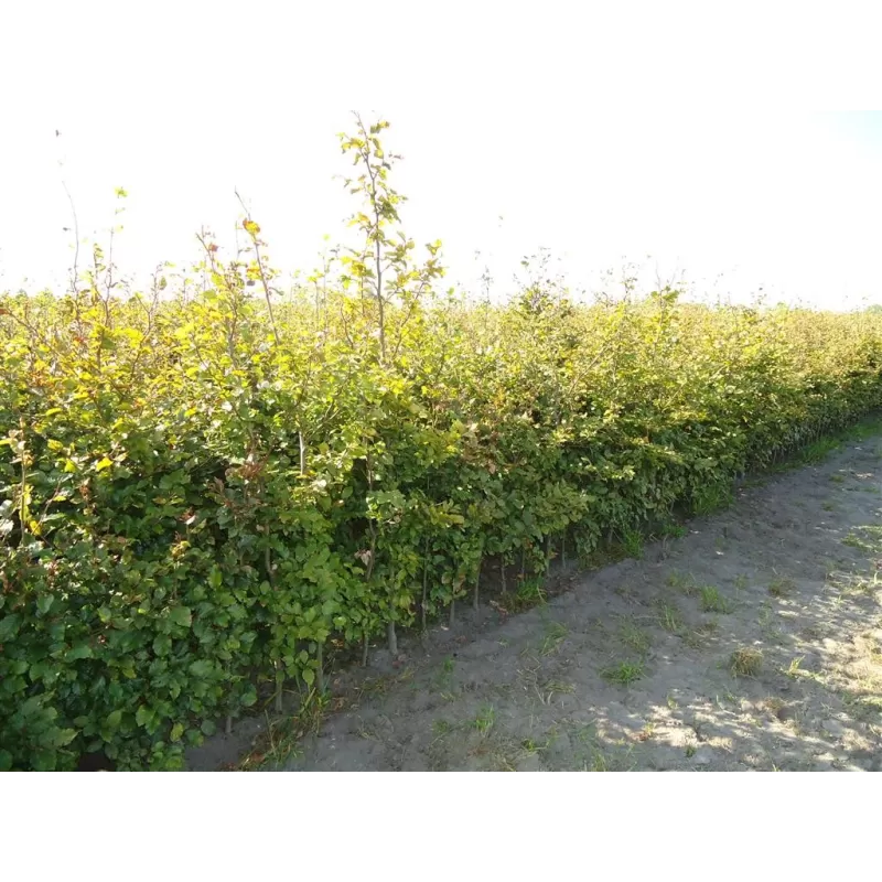 copy of FAGUS SYLVATICA ATROPUNICEA Purpurea