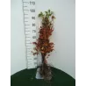 Paprastasis bukas - Fagus sylvatica