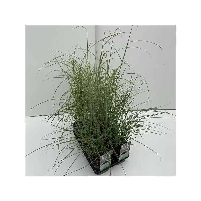 Kininis miskantas - Miscanthus sinensis MIX