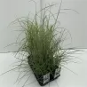 Kininis miskantas - Miscanthus sinensis MIX