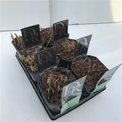 Kininis miskantas - Miscanthus sinensis MIX