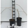Smailiadantė vyšnia (sakura) - Prunus serrulata KIKU-SHIDARE-ZAKURA