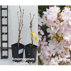 Smailiadantė vyšnia (sakura) - Prunus serrulata AMANOGAWA