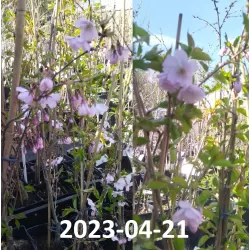 Sakura trees with home delivery