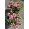 Hydrangea macrophylla DOUBLE DUTCH PINK