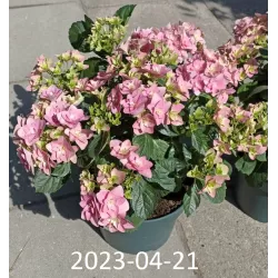 Hydrangea macrophylla DOUBLE DUTCH PINK