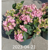 Darželinė hortenzija - Hydrangea macrophylla DOUBLE DUTCH PINK