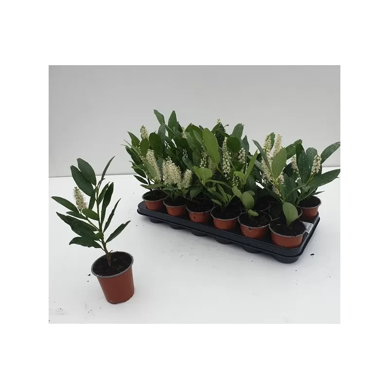 Užsisakyk augalus pavasariui jau dabar