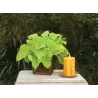 Sweet Potato
