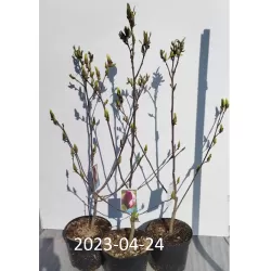 Magnolija - Magnolia SHIRAZZ