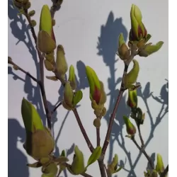 Magnolija - Magnolia SHIRAZZ