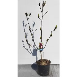 Magnolija - Magnolia SHIRAZZ