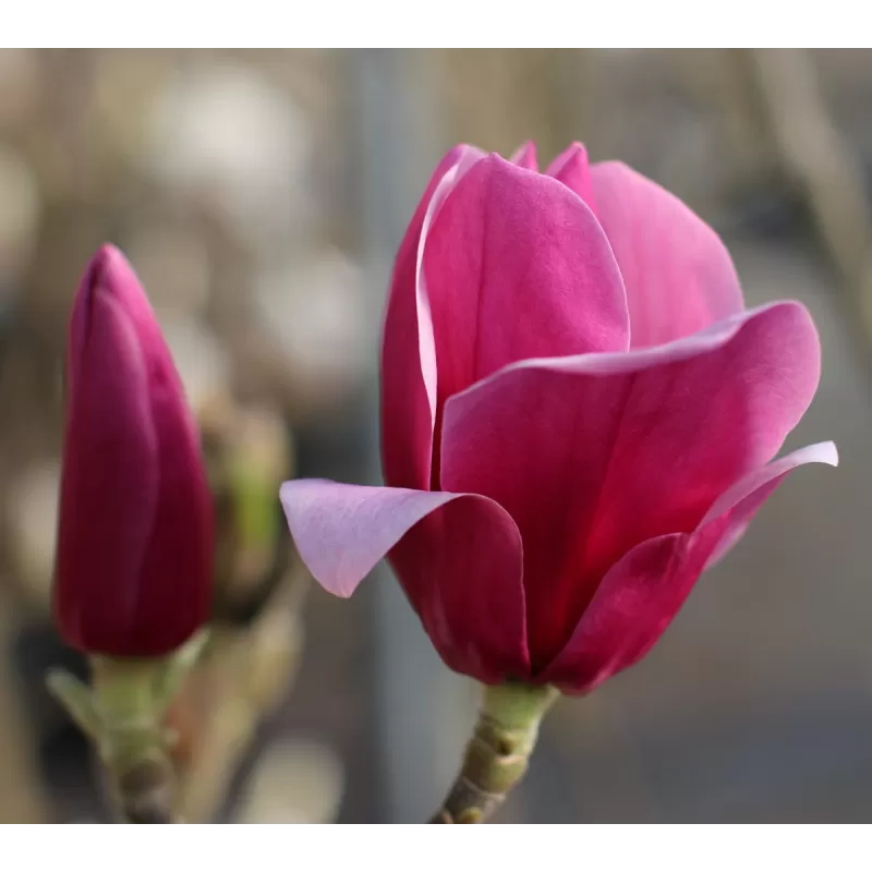 Magnolija - Magnolia SHIRAZZ