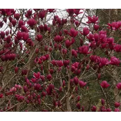 Magnolija - Magnolia SHIRAZZ