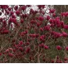Magnolija - Magnolia SHIRAZZ