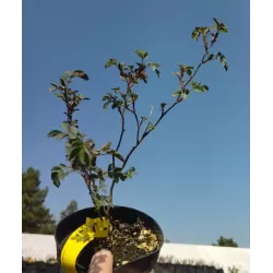 Rožių krūmai internetu su pristatymu į namus