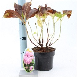 copy of Hydrangea macrophylla BOUQUET ROSE