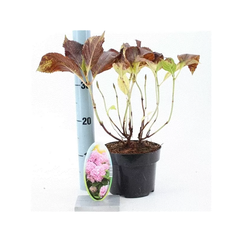 Darželinė hortenzija - Hydrangea macrophylla BOUQUET PINK