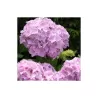 Darželinė hortenzija - Hydrangea macrophylla BOUQUET PINK