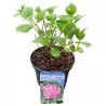 Darželinė hortenzija - Hydrangea macrophylla BOUQUET PINK
