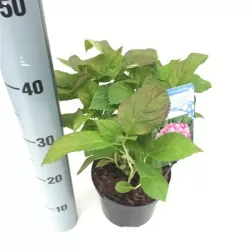 Darželinė hortenzija - Hydrangea macrophylla BOUQUET PINK