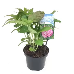 Darželinė hortenzija - Hydrangea macrophylla BOUQUET PINK