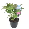Darželinė hortenzija - Hydrangea macrophylla BOUQUET PINK