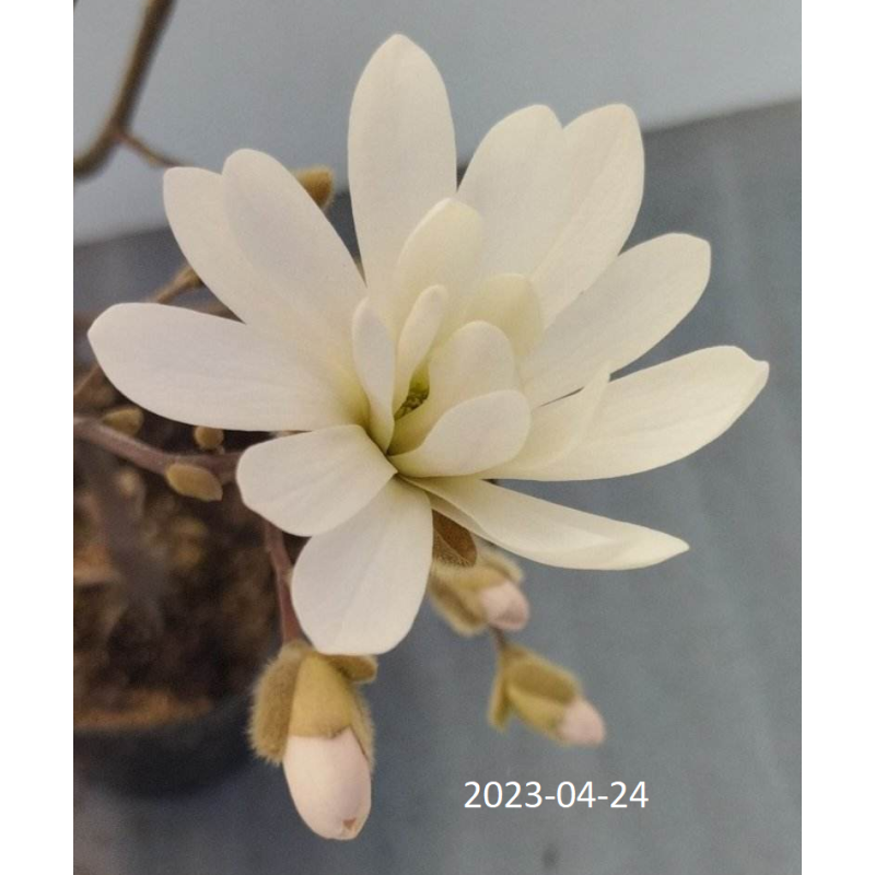Magnolia stellata WATERLILY