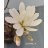 Žvaigždinė magnolija - Magnolia stellata WATERLILY