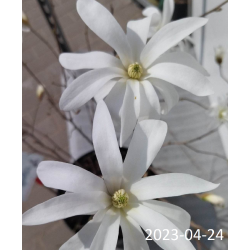 copy of Žvaigždinė magnolija - Magnolia stellata ROSEA C5 50-70CM