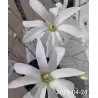 Žvaigždinė magnolija - Magnolia stellata ROSEA