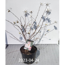 Magnolia stellata ROSEA C5 50-70CM