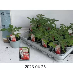 Pomidorai - Solanum lycopersicum