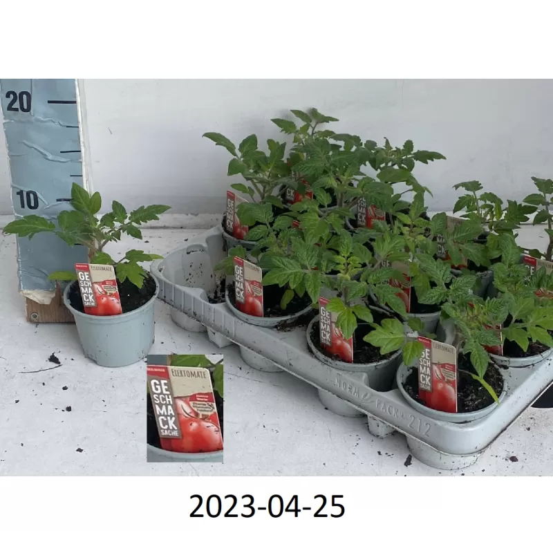 copy of Geltonieji vyšniniai pomidoriukai - Solanum lycopersicum SNACKOMATEGELB