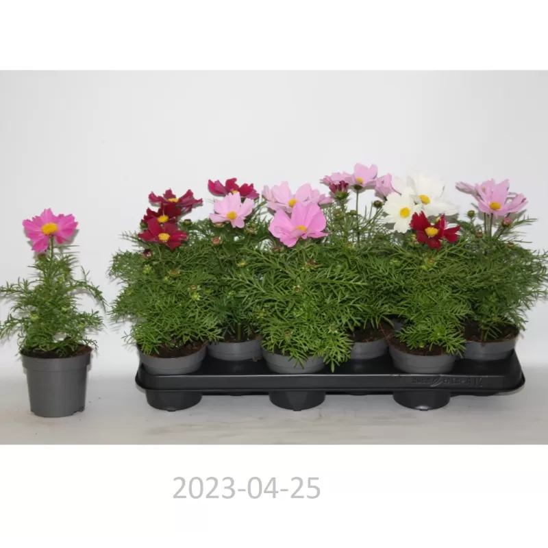 Kosmėja - Cosmos bipinnatus